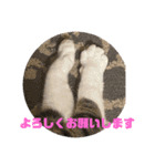 ねこちゃんスタンプ5（個別スタンプ：14）