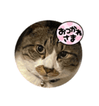 ねこちゃんスタンプ5（個別スタンプ：15）