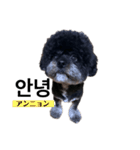 黒わんこバビくん  韓国語ver.（個別スタンプ：1）