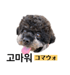 黒わんこバビくん  韓国語ver.（個別スタンプ：2）