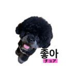 黒わんこバビくん  韓国語ver.（個別スタンプ：4）