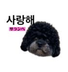 黒わんこバビくん  韓国語ver.（個別スタンプ：5）