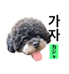 黒わんこバビくん  韓国語ver.（個別スタンプ：7）