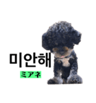 黒わんこバビくん  韓国語ver.（個別スタンプ：9）