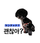 黒わんこバビくん  韓国語ver.（個別スタンプ：10）