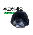 黒わんこバビくん  韓国語ver.（個別スタンプ：15）