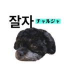 黒わんこバビくん  韓国語ver.（個別スタンプ：16）
