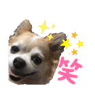 チワワのくぅ＆まゆげサン（個別スタンプ：4）