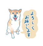 犬とくらすスタンプ(赤柴)（個別スタンプ：10）