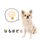 ソフィアスタンプbyKumicco（個別スタンプ：5）