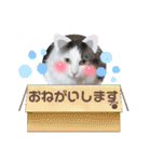 挨拶スタンプNo.2 ねこのしらたま（個別スタンプ：27）