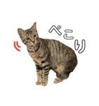 ぺっとすたんぷ_その6（個別スタンプ：2）