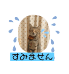 ぺっとすたんぷ_その6（個別スタンプ：4）