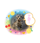 ぺっとすたんぷ_その6（個別スタンプ：7）