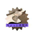 ぺっとすたんぷ_その6（個別スタンプ：8）