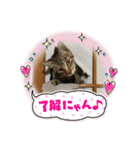 ぺっとすたんぷ_その6（個別スタンプ：9）