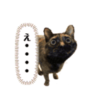 ぺっとすたんぷ_その6（個別スタンプ：11）