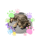 ぺっとすたんぷ_その6（個別スタンプ：13）