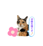 ぺっとすたんぷ_その6（個別スタンプ：14）
