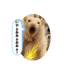ぺっとすたんぷ_その6（個別スタンプ：16）