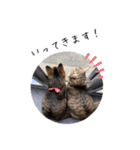 キジトラねこさんず（個別スタンプ：1）