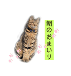 キジトラねこさんず（個別スタンプ：2）