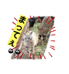 キジトラねこさんず（個別スタンプ：4）