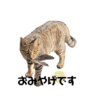 キジトラねこさんず（個別スタンプ：6）