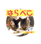 キジトラねこさんず（個別スタンプ：8）