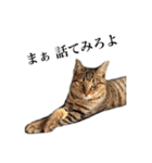 キジトラねこさんず（個別スタンプ：9）