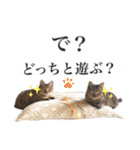 キジトラねこさんず（個別スタンプ：10）