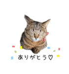 キジトラねこさんず（個別スタンプ：11）