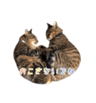 キジトラねこさんず（個別スタンプ：14）
