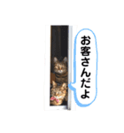 キジトラねこさんず（個別スタンプ：15）