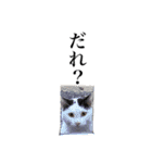 キジトラねこさんず（個別スタンプ：16）