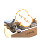 キジトラねこさんず（個別スタンプ：17）