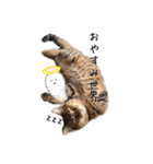 キジトラねこさんず（個別スタンプ：20）
