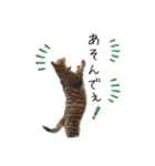 キジトラねこさんず（個別スタンプ：21）