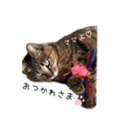 キジトラねこさんず（個別スタンプ：22）