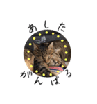 キジトラねこさんず（個別スタンプ：23）