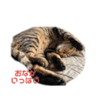 キジトラねこさんず（個別スタンプ：24）