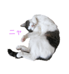 サクラちゃん①（個別スタンプ：1）