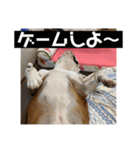 大好き金太郎4（個別スタンプ：21）