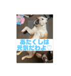 大好き金太郎4（個別スタンプ：24）