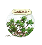 多肉植物の可愛いあいさつスタンプ（個別スタンプ：4）