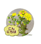 多肉植物の可愛いあいさつスタンプ（個別スタンプ：5）