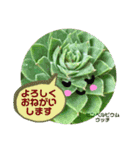 多肉植物の可愛いあいさつスタンプ（個別スタンプ：11）