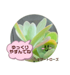 多肉植物の可愛いあいさつスタンプ（個別スタンプ：12）