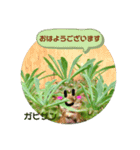 多肉植物の可愛いあいさつスタンプ（個別スタンプ：15）