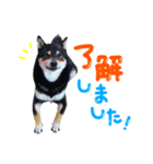 豆粒すたんぷ（個別スタンプ：1）